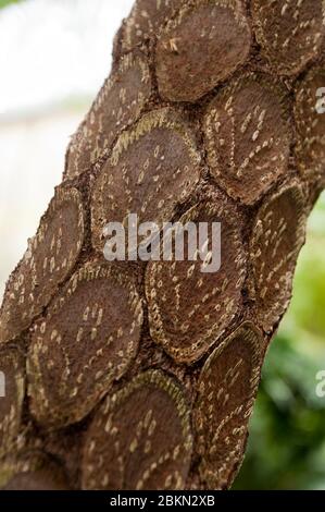 Sydney Australia, primo piano del modello sul tronco di una cooperi cyatea o di un albero di monete fern un nativo australiano Foto Stock