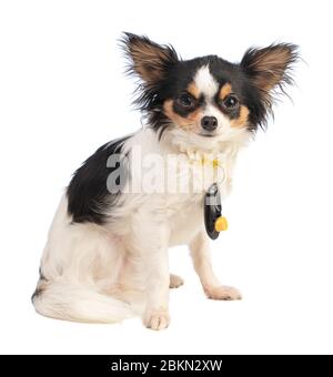 Chihuahua seduta con un clicker intorno al suo collo su uno sfondo bianco Foto Stock