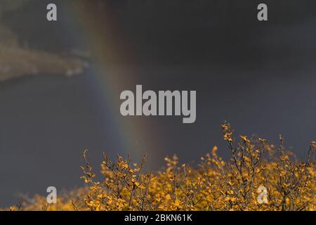 Nothofago Gunni Foto Stock