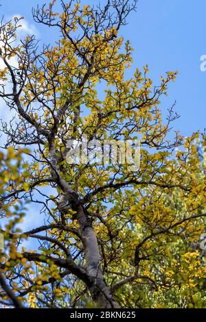 Nothofago Gunni Foto Stock