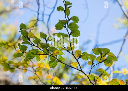 Nothofago Gunni Foto Stock