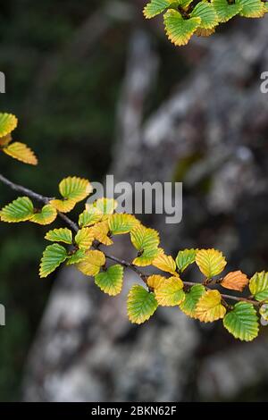 Nothofago Gunni Foto Stock