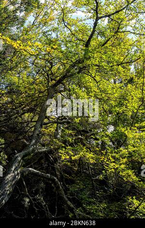 Nothofago Gunni Foto Stock