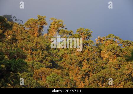 Cloudforest nel Parco Nazionale la Amistad, Las Tablas; vicino a San Vito, Costa Rica Foto Stock