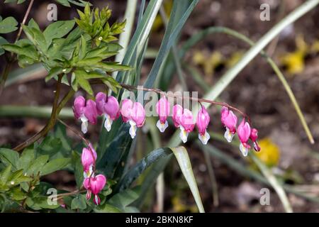 Lamprocapnos spectabilis. Sanguinamento fiori di cuore fioritura in primavera Foto Stock