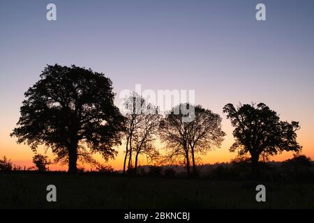 Alberi di silhouette e hedgerow all'alba nella campagna dell'oxfordshire. Oxfordshire Inghilterra Foto Stock
