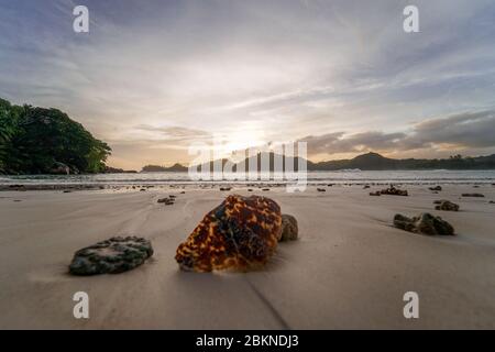 Guscio di tartaruga trovato sulla spiaggia in Seychelles tra il corallo broken sulla spiaggia di Sandy con tramonto arancione sullo sfondo Foto Stock