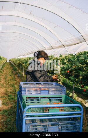 I lavoratori migranti europei raccolono fragole in una grande fattoria commerciale, che rifornisce i supermercati britannici. Foto Stock