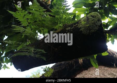 Alveare di api fatto di baule di bambù coperto con fibre di palma nere. Dimora per api di bambù selvatiche appese su un ramo di albero. Produzione di miele a Bali, Indone Foto Stock