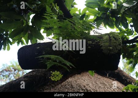 Alveare di api fatto di baule di bambù coperto con fibre di palma nere. Dimora per api di bambù selvatiche appese su un ramo di albero. Produzione di miele a Bali, Indone Foto Stock