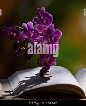 Splendidi fiori di orchidee in pieno splendore e libro aperto con illuminazione naturale Foto Stock