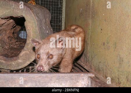 Asian Palm Civet - l'animale utilizzato per la produzione di costoso caffè Kopi Luwak. Ritratto di animali notturni Civetta di palma con dentini Arctogali Foto Stock