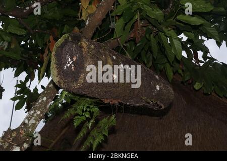 Alveare di api fatto di baule di bambù coperto con fibre di palma nere. Dimora per api di bambù selvatiche appese su un ramo di albero. Produzione di miele a Bali, Indone Foto Stock