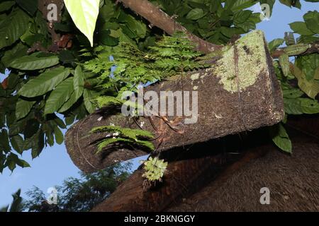 Alveare di api fatto di baule di bambù coperto con fibre di palma nere. Dimora per api di bambù selvatiche appese su un ramo di albero. Produzione di miele a Bali, Indone Foto Stock