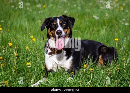 Appenzell Mountain Dog giace su un prato di fiori primaverili Foto Stock