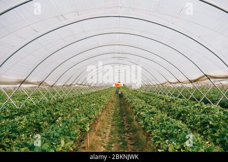I lavoratori migranti europei raccolono fragole in una grande fattoria commerciale, che rifornisce i supermercati britannici. Foto Stock