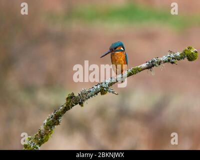 Kingfisher, femmina [ Alcedo Atthis ] su muschio e lichen incrostato ramo Foto Stock