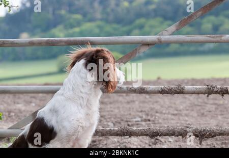 English Springer Spaniel Foto Stock