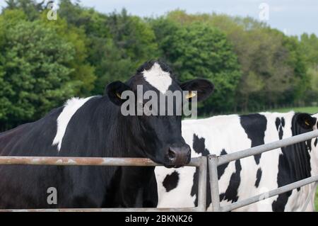 Holstein bovini Friesiani Foto Stock