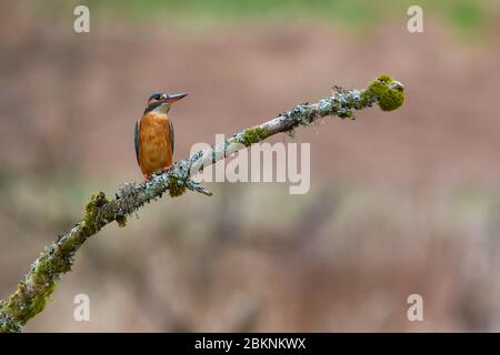 kingfisher, femmina [ Alcedo Atthis ] su muschio e lichen incrostato ramo Foto Stock