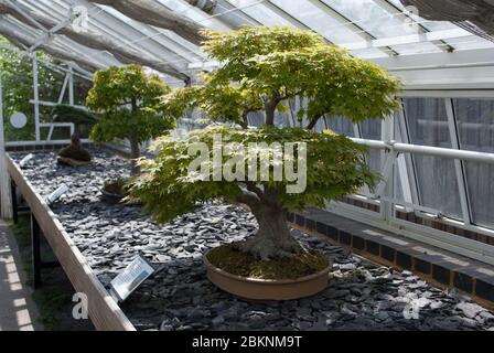 Bonsai House Alpine House No. 24 Conservatorio acciaio vetro bianco giapponese Bonsai alberi Royal Botanic Gardens Kew Gardens, Richmond, Londra 盆栽 Foto Stock