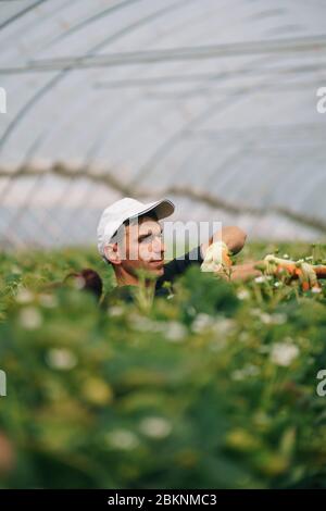 I lavoratori migranti europei raccolono fragole in una grande fattoria commerciale, che rifornisce i supermercati britannici. Foto Stock