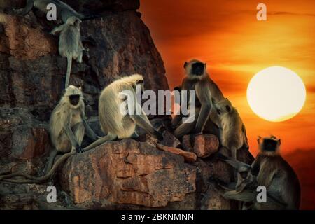 Pacchetto famiglia di langur scimmie sono principalmente femmine con i cuccioli e gli animali giovani sulle pareti come nella storia di Mowgli (tronchi di Bander). India Foto Stock