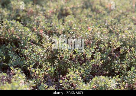 Folgorate continue di boscaglia, mirtillo nano (Vaccinium uliginosum). Tundra bush, tundra montana oltre il circolo polare artico. Flora della Lapponia Foto Stock