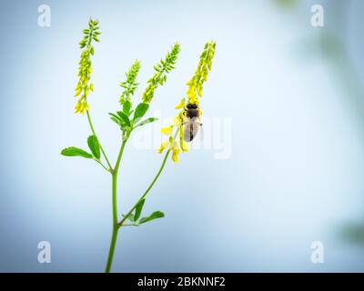 Hony ape vola intorno ai fiori di Vicia (Vicia sp.) e raccoglie nettare. Caucaso. Foto Stock