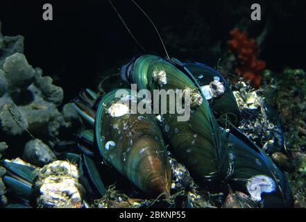 Mussel verde asiatico, Perna viridis Foto Stock