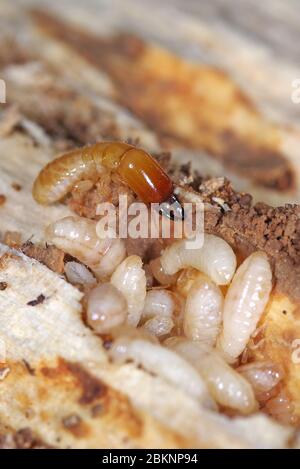 Yellownecked dry-legno termite (Kalotermes flavicollis), una peste seria nei paesi del Mediterraneo Foto Stock