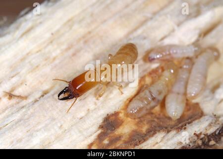 Yellownecked dry-legno termite (Kalotermes flavicollis), una peste seria nei paesi del Mediterraneo Foto Stock