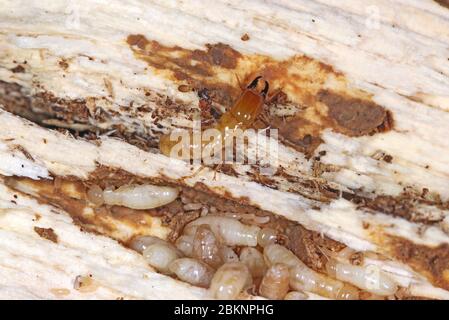 Yellownecked dry-legno termite (Kalotermes flavicollis), una peste seria nei paesi del Mediterraneo Foto Stock