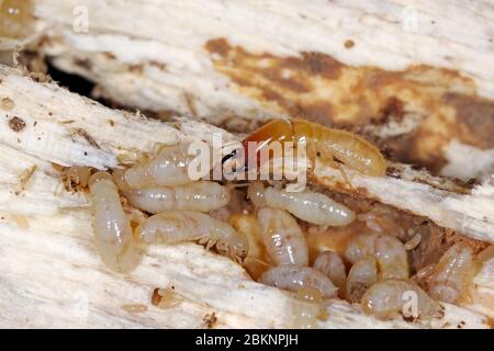 Yellownecked dry-legno termite (Kalotermes flavicollis), una peste seria nei paesi del Mediterraneo Foto Stock
