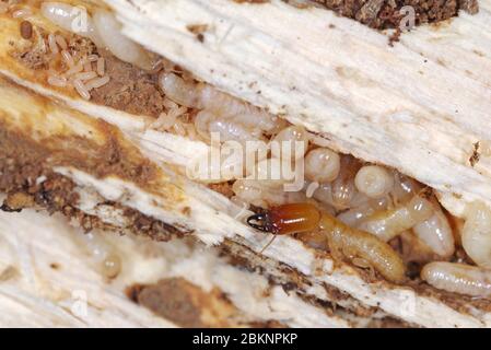 Yellownecked dry-legno termite (Kalotermes flavicollis), una peste seria nei paesi del Mediterraneo Foto Stock