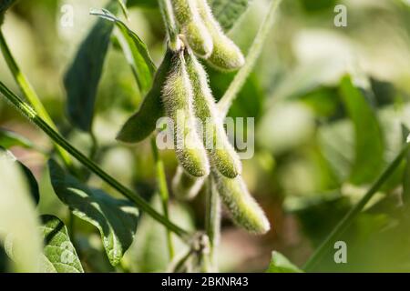 Bacche di soia nel campo Foto Stock