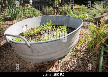 Spinaci Lazio F1 (Spinacia oleracea) piantine in crescita, protette dalle lumache in un bagno di bambino convertito in un tegolo vegetale a Sydney, Australia Foto Stock