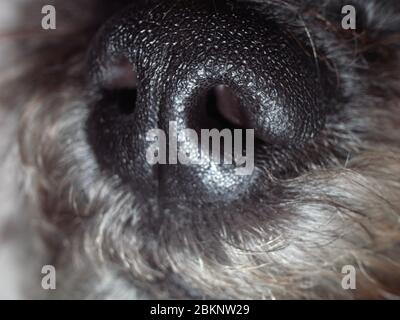 Macro primo piano del naso grigio del cane da alci Foto Stock