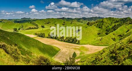 Campo in collina presso la fattoria, zona Saddle Strathmore su Forgotten World Highway (SH43), Taranaki Regione, Isola del Nord, Nuova Zelanda Foto Stock