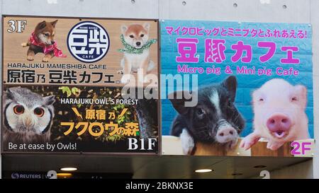 Cartello Animal Cafe, Tokyo, Giappone Foto Stock