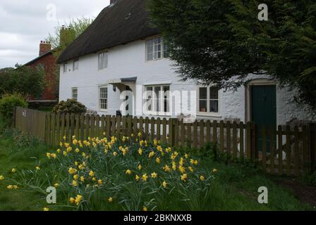 Daffodils tradizionale White English Cottage tetto di paglia in Avebury, Marlborough, Wiltshire Foto Stock