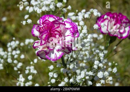 Bianco con garofani rosa con gipsofila su sfondo verde Foto Stock