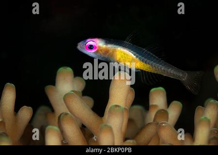 Gomby con occhi rosa (Bryaninops natans). Macro fotografia subacquea da Romblon, Filippine Foto Stock