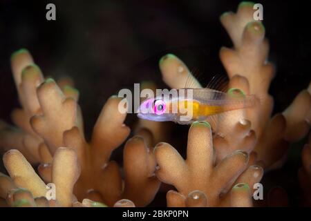 Gomby con occhi rosa (Bryaninops natans). Macro fotografia subacquea da Romblon, Filippine Foto Stock