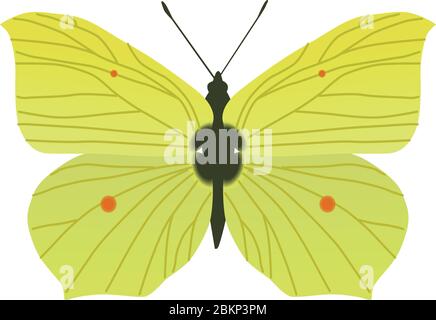 brimstone farfalla mortale insetto piuttosto giallo dainty Illustrazione Vettoriale