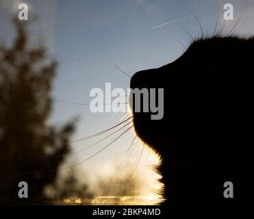 Silhouette di un gatto bello su uno sfondo naturale sfocato.Head solo con baffi sorprendenti. Silhouette di gatto soffice su sfondo scuro, testa onl Foto Stock