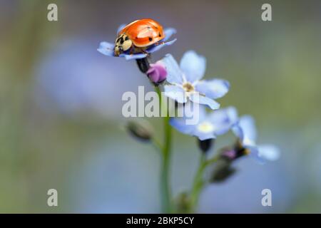 Ladybug su un fiore dimenticato-me-non Foto Stock