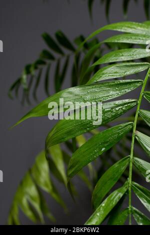 Palme tropicali con sfondo grigio - fuoco delicato Foto Stock