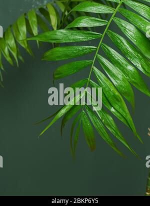 Palme tropicali con sfondo grigio - fuoco delicato Foto Stock