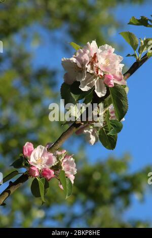 Primo piano di fiori rosa e rosso e foglie verdi su un piccolo ramo di un albero di Mela Bramley, malus domestica, in un giardino alla luce del sole in una giornata primaverile. Foto Stock